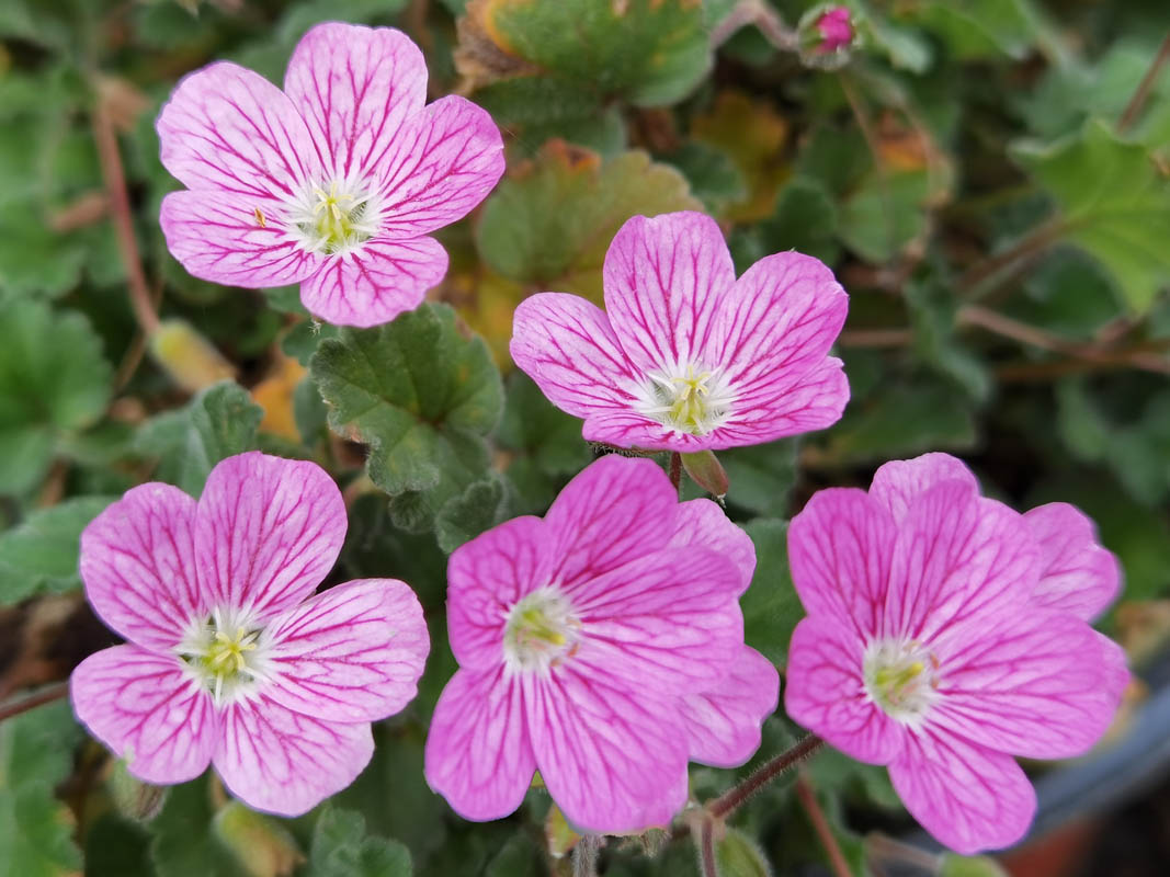 Erodium x variabile 'bishop's form'